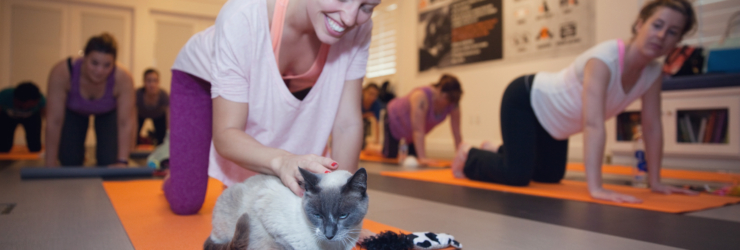 Kitty Pilates: a nova aula onde os gatinhos são os protagonistas